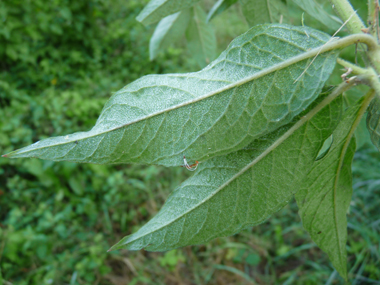 Verso des feuilles. Agrandir dans une nouvelle fenêtre (ou onglet)